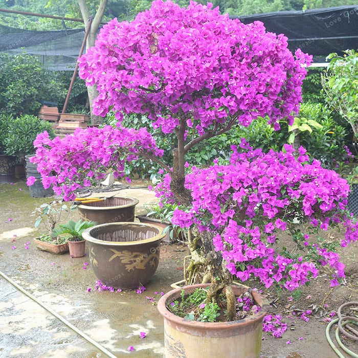 Bougainvillea Glabra (Formosa)- Flowering shurbs