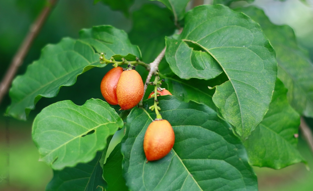 Peanut Butter- Fruit Plants