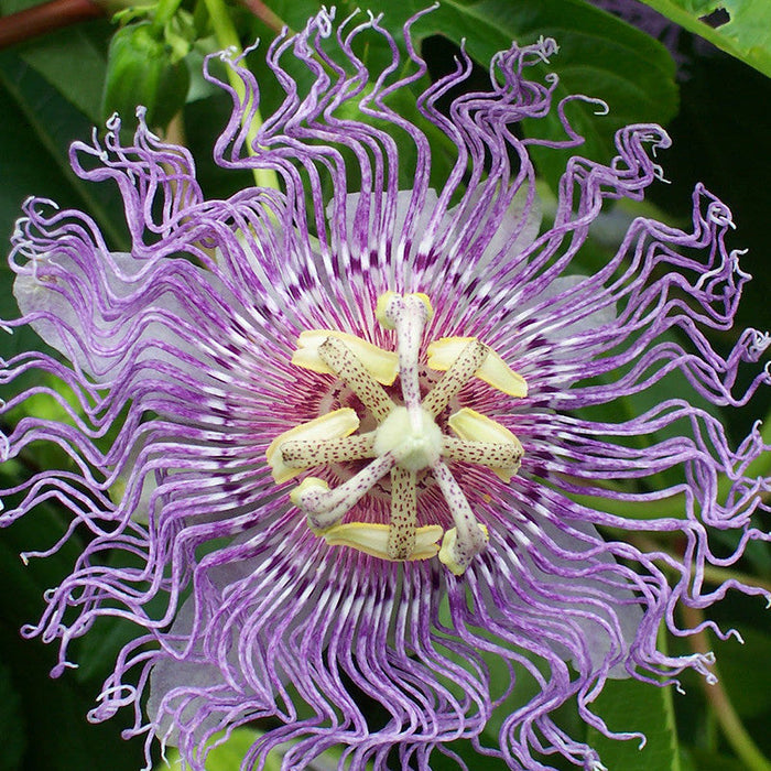 Passion Flower Purple - Creepers & Climbers