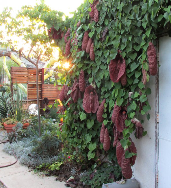 Aristolochia/Dutchman's Creeper - Exotic Creeper