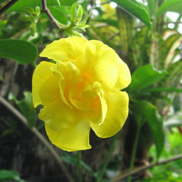 Allamanda Yellow Double - Creepers & Climbers