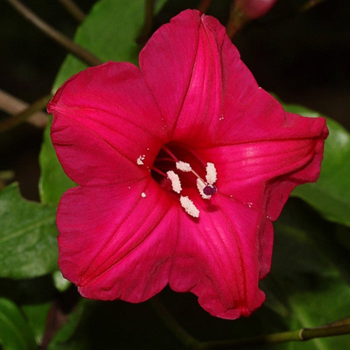 Cardinal Creeper(Ipomoea Horsfalliae) - Creepers & Climbers