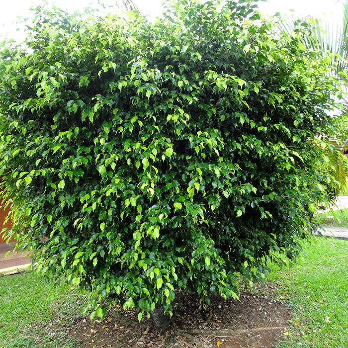 Ficus Benjamina Gold - Indoor/Outdoor Ornamental Plants