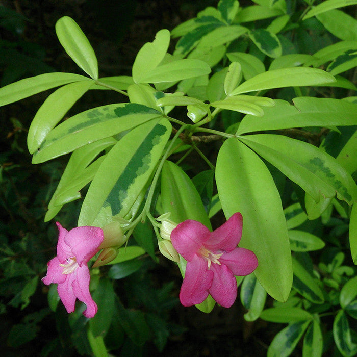 Ravenia spectabilis, Pink - Flowering Shrubs