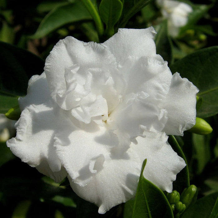 Tagar Double Frills - Flowering Shrubs