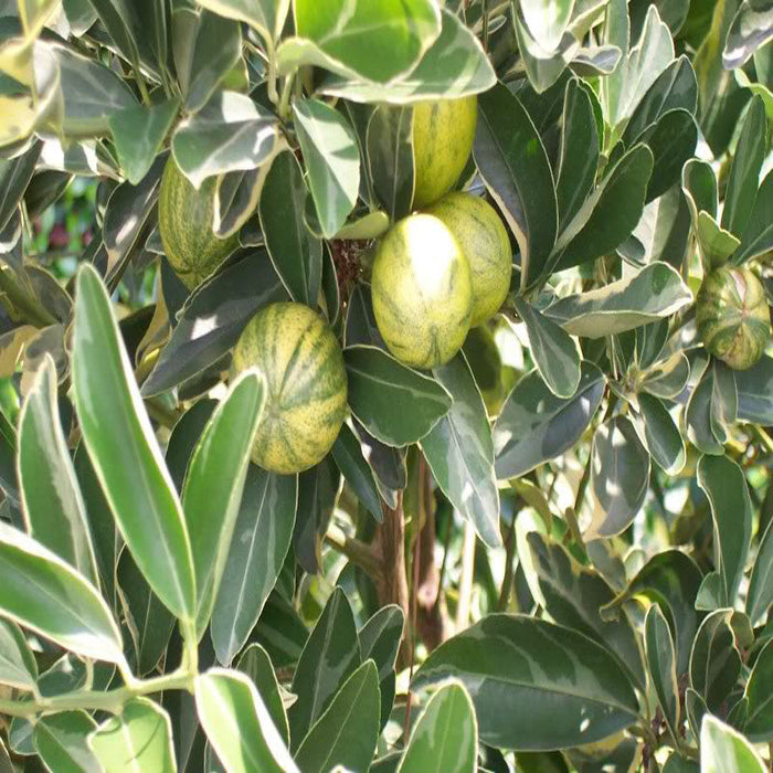 Table Lemon Varigata- Fruit Plants & Tree