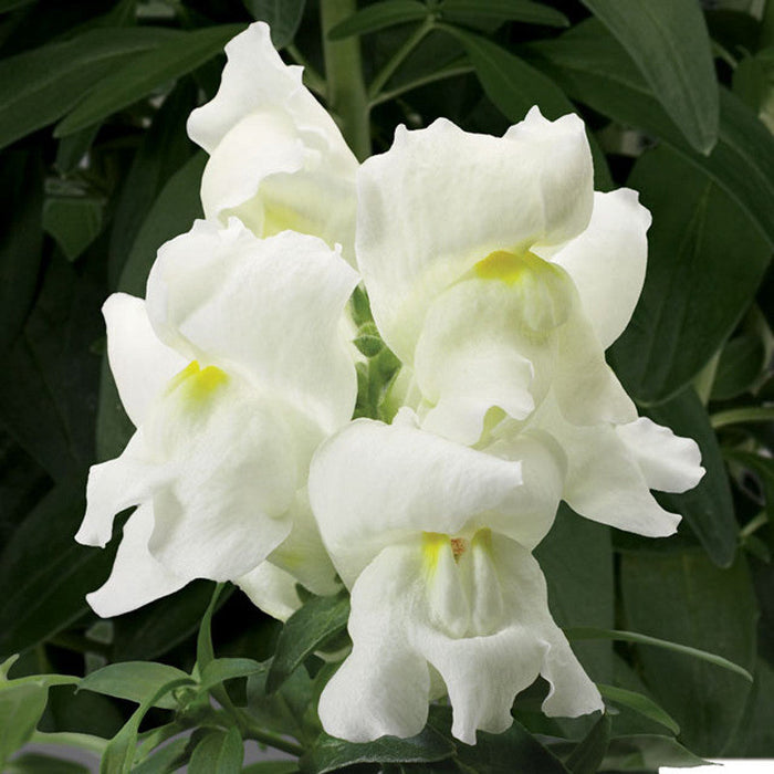 Antirrhinum White- SEASONALS