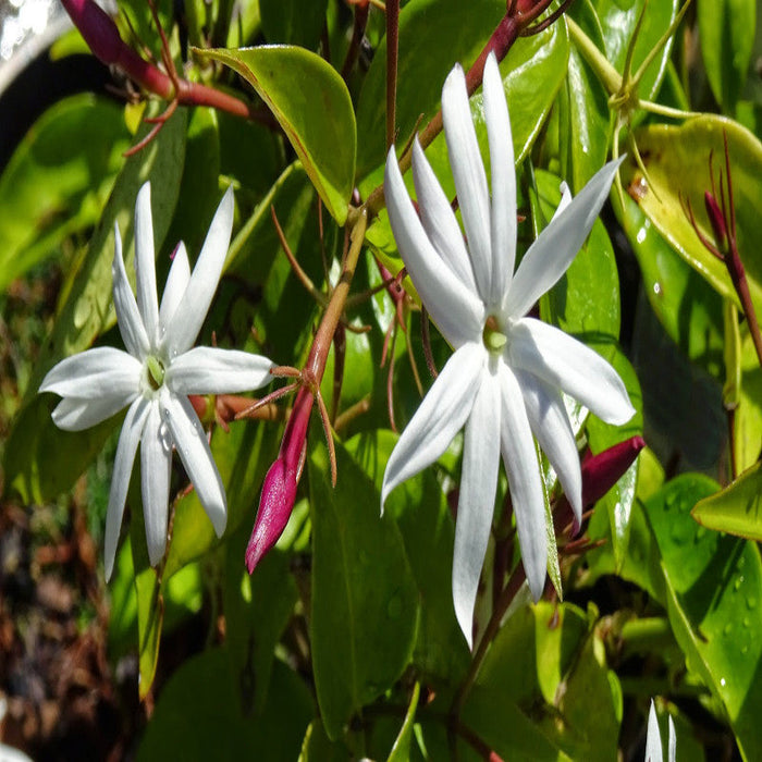 Angel wing jasmine  - Creepers & Climbers