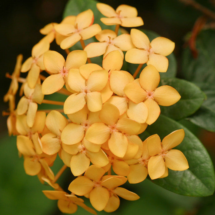 Ixora Semi Dwarf Yellow - Flowering Shrubs