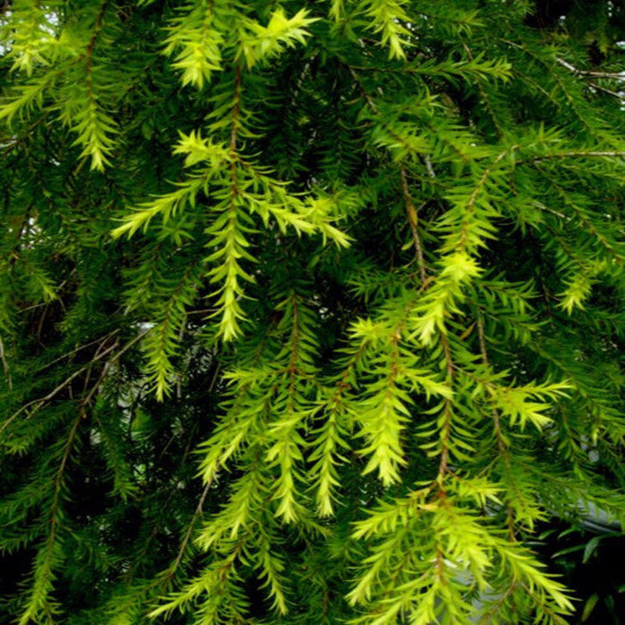 Golden bottle brush - Avenue Trees