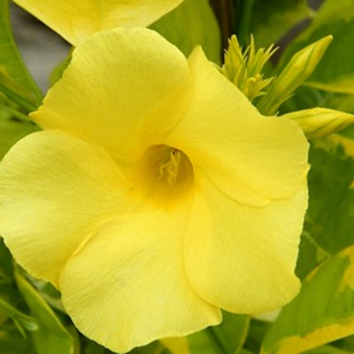 Allamanda Yellow Variegata- Creepers & Climbers