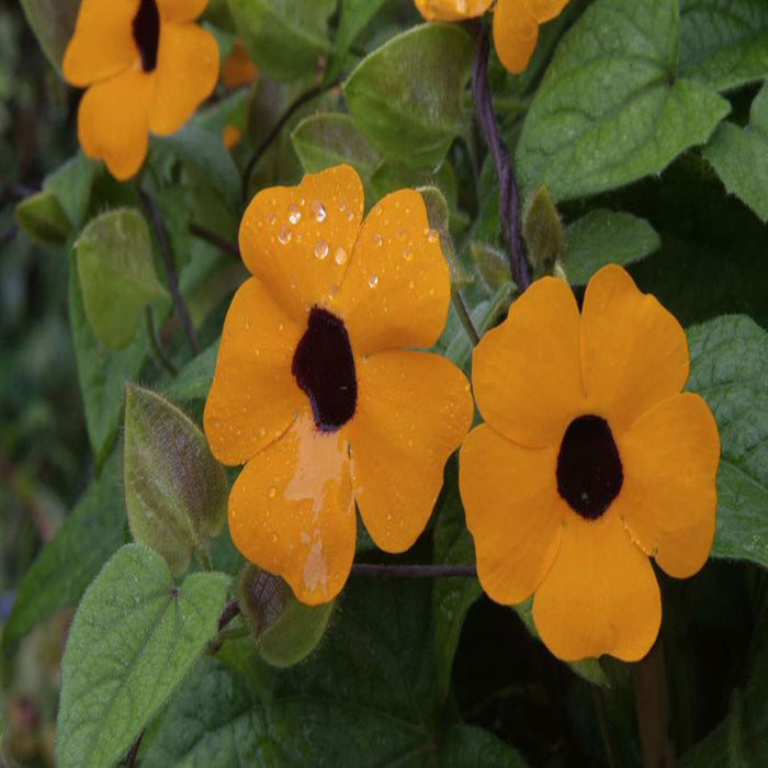 Thunbergia Alata/Black-Eyed Susan- Creepers & Climbers