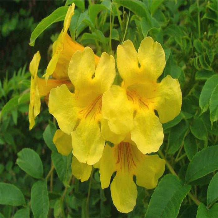 Tecoma gaudichaudi/Yellow Bells- Flowering Shrubs