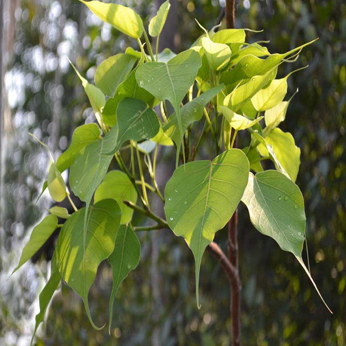 Ficus Religiosa/Peepal Tree - Avenue Trees