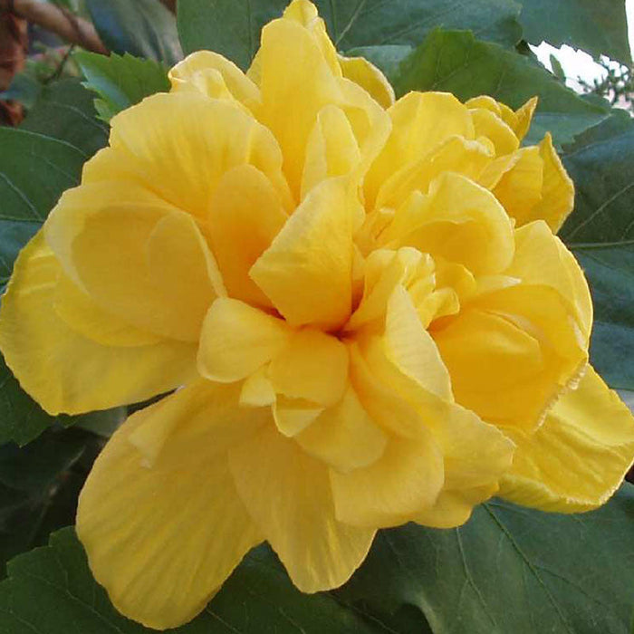 Hibiscus Yellow DOUBLE - Flowering Shrubs