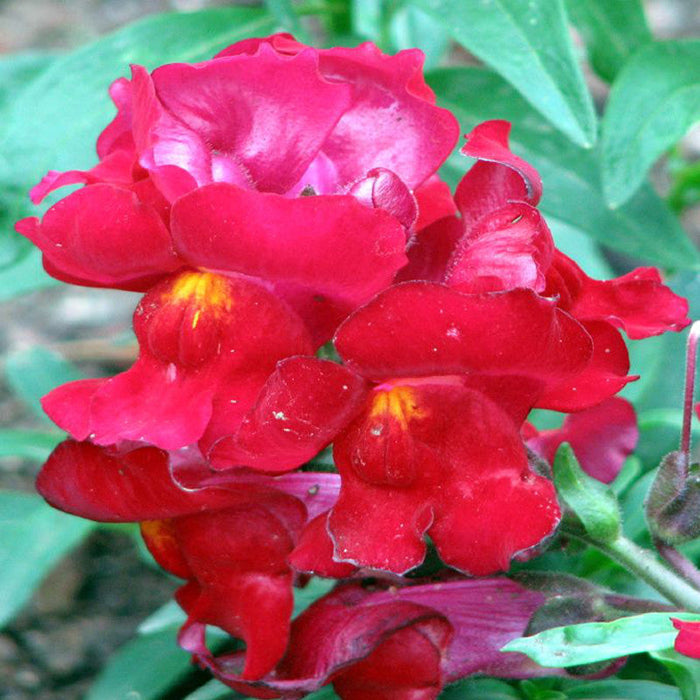 Antirrhinum Red - SEASONALS