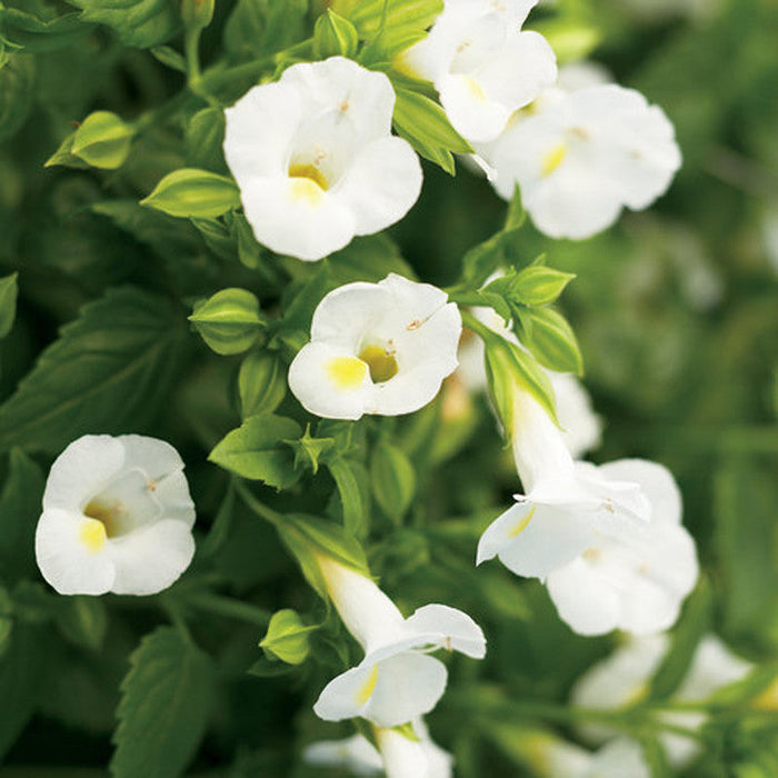 Torenia White- SEASONALS