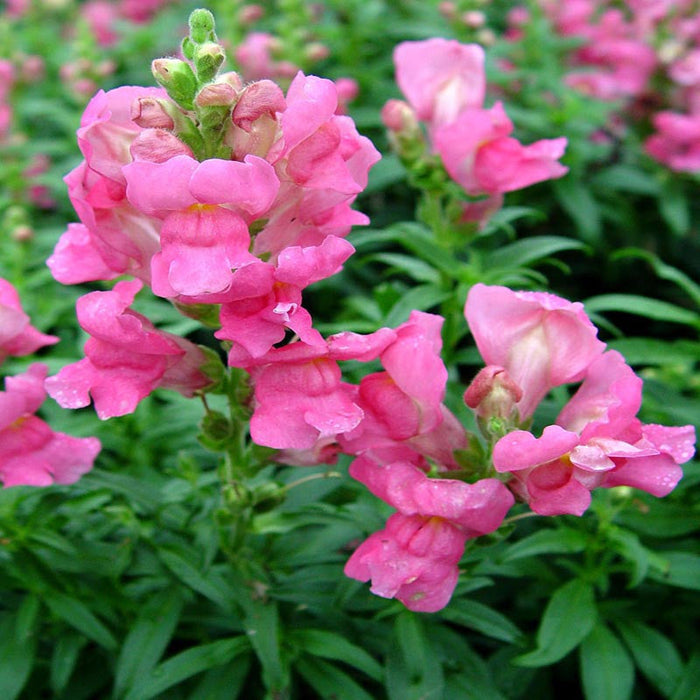 Antirrhinum Pink- SEASONALS