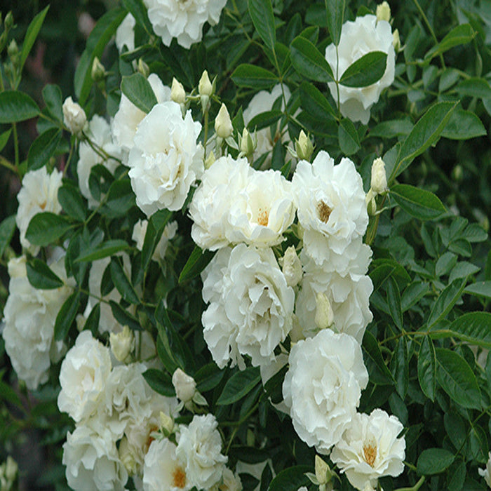 Rosa Crimson Glory White - Creeper & Climbers