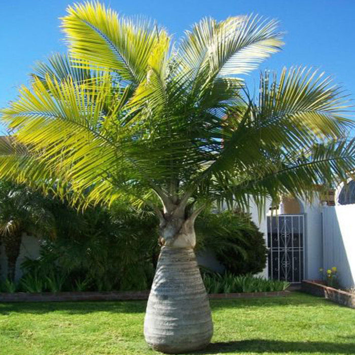 Champagne Palm - Palms