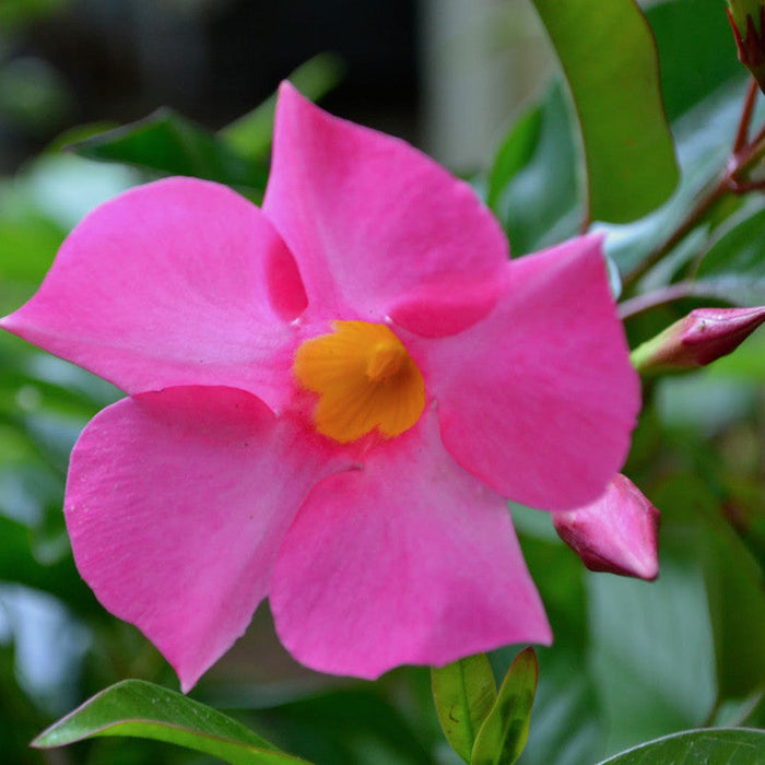 Mandevilla Pink Single - Creepers & Climbers