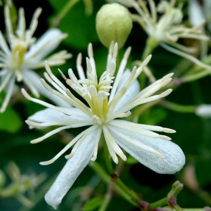 Clematis gourian - Creepers & Climbers