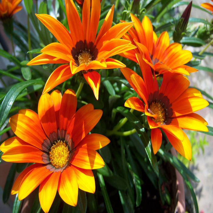 Gazania orange- SEASONALS