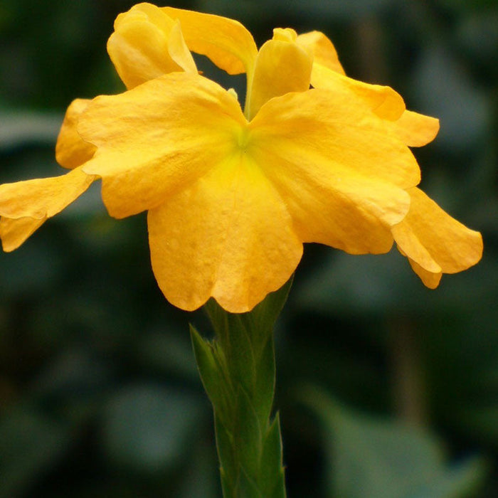 Crossandra Yellow - Flowering Plants