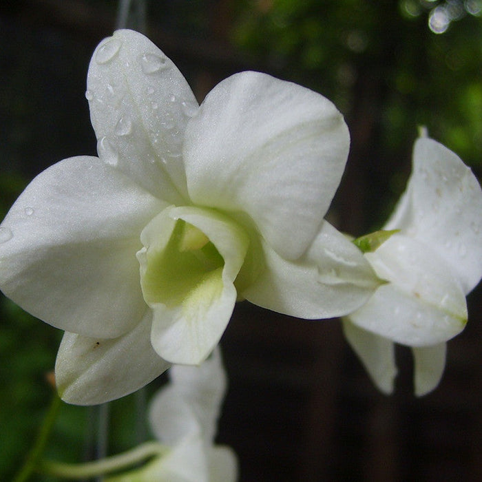 Dendrobium Orchid White - Flowering Plants