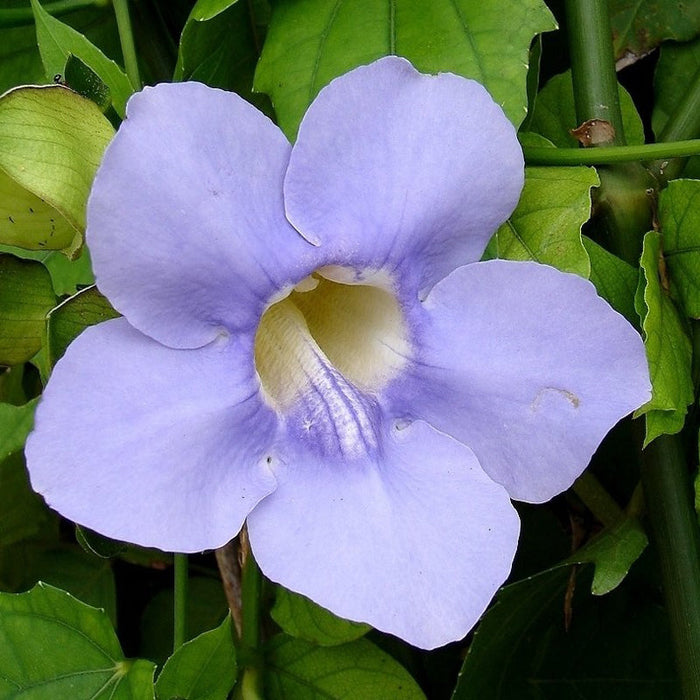 Thunbergia Grandiflora- Creepers & Climbers