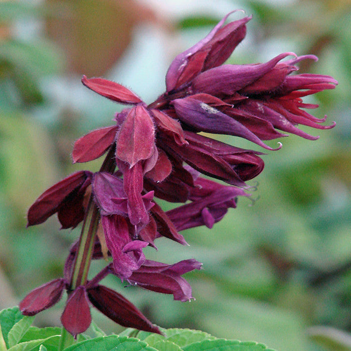 Salvia Purple- SEASONALS