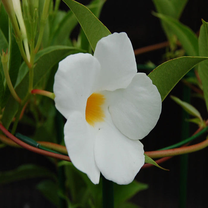 Mandevilla White Single - Creepers & Climbers