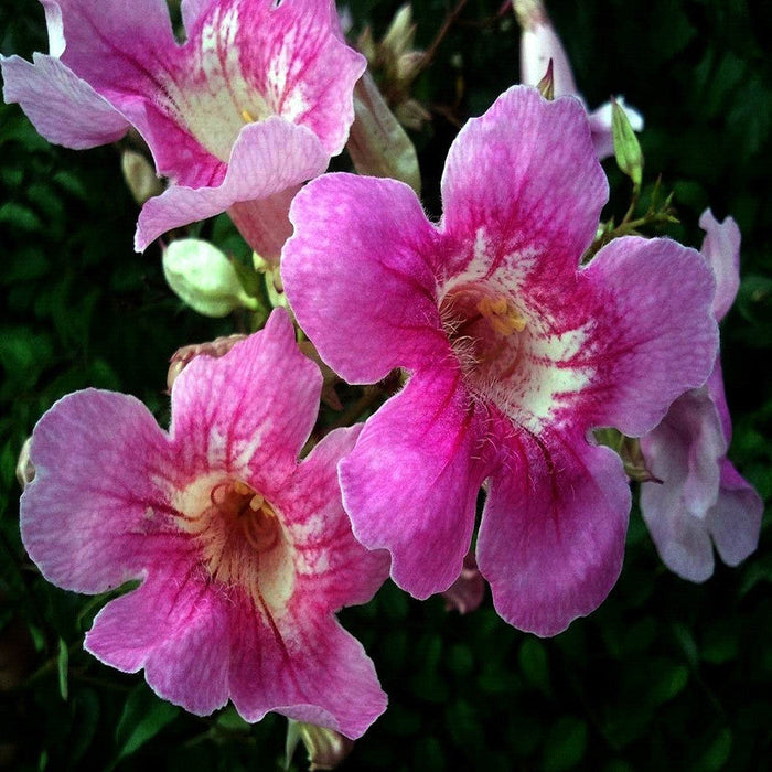 Tecoma Climber Pink - Creepers & Climbers