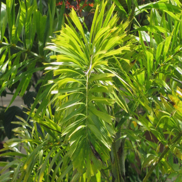 Fox Tail Palm - Palms