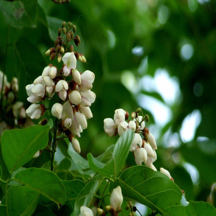 Pongamia/ Indian Beech Tree -Avenue Trees