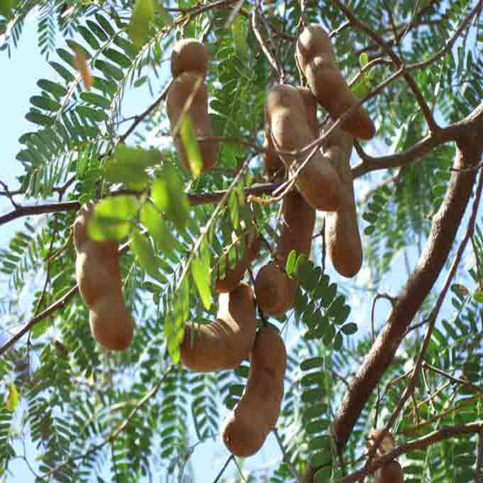 Tamarind-PKM (Grafted)- Fruit Plants & Tree