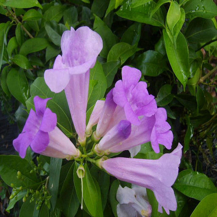 Garlic Creeper - Creepers & Climbers