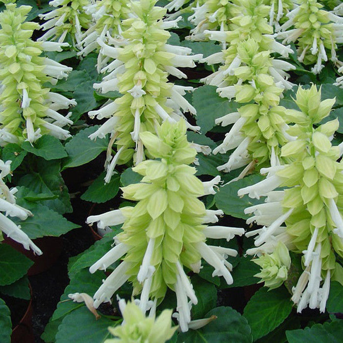 Salvia White - SEASONALS