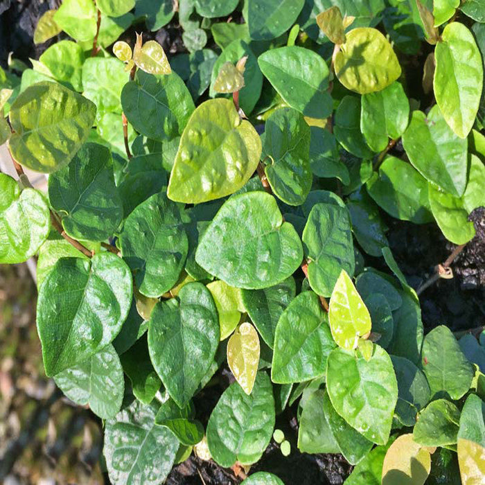 Wall Creeper/Ficus pumila - Creepers & Climbers