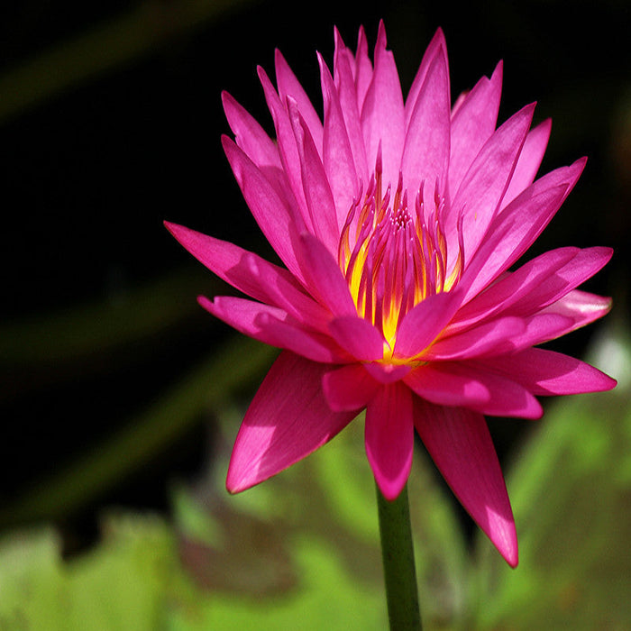 Water Lily Hybrid Pink - Aquatic Plants