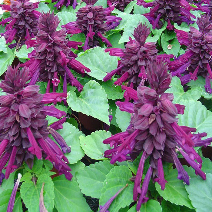 Salvia Purple- SEASONALS