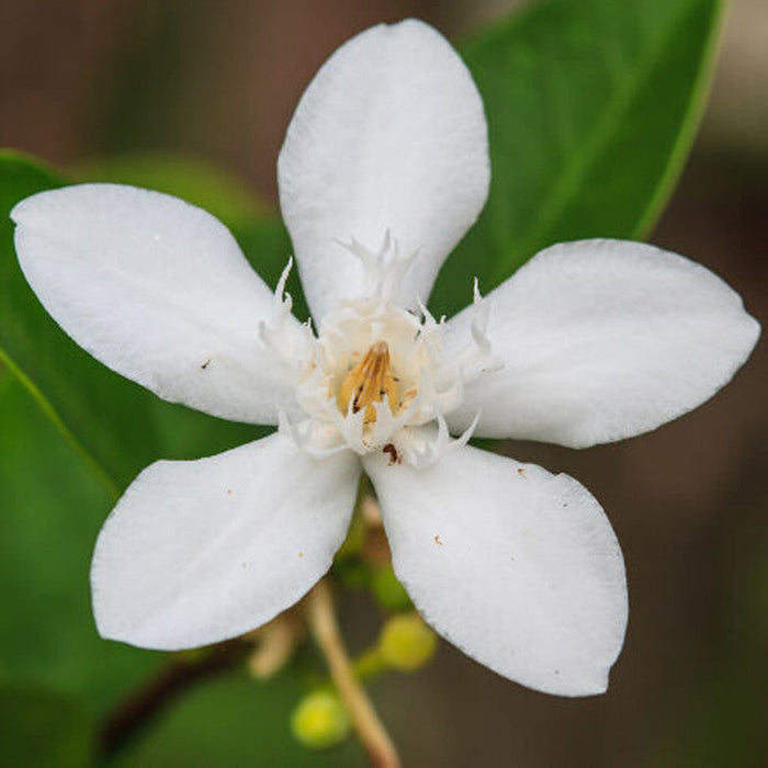 Arctic snow - Flowering Shrubs