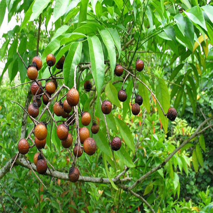 Rudraksha/Elaeocarpus ganitrus - Avenue Trees