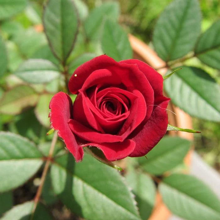 King Of Rose - Flowering Plants