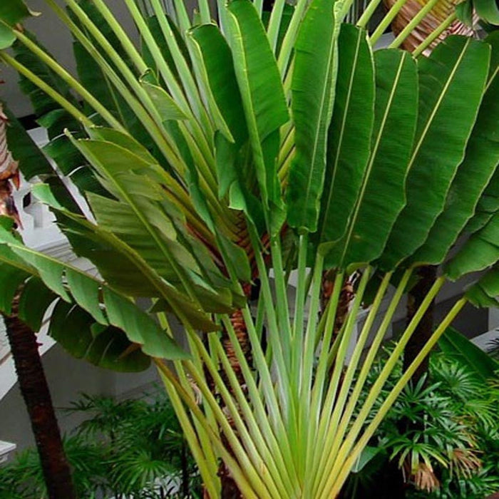 Traveller Palm - Palms