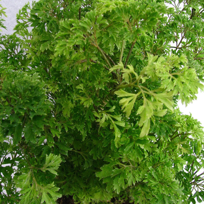 Aralia Fern Leaf - Indoor Plants