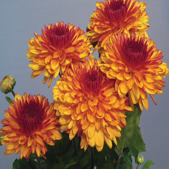 Chrysanthemum Orange - SEASONALS