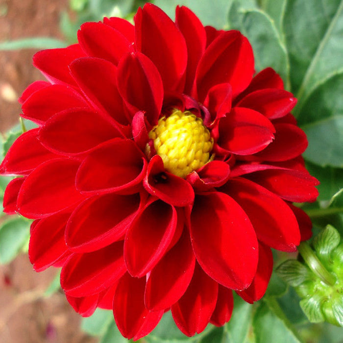 Dahlia Dwarf Red - SEASONALS