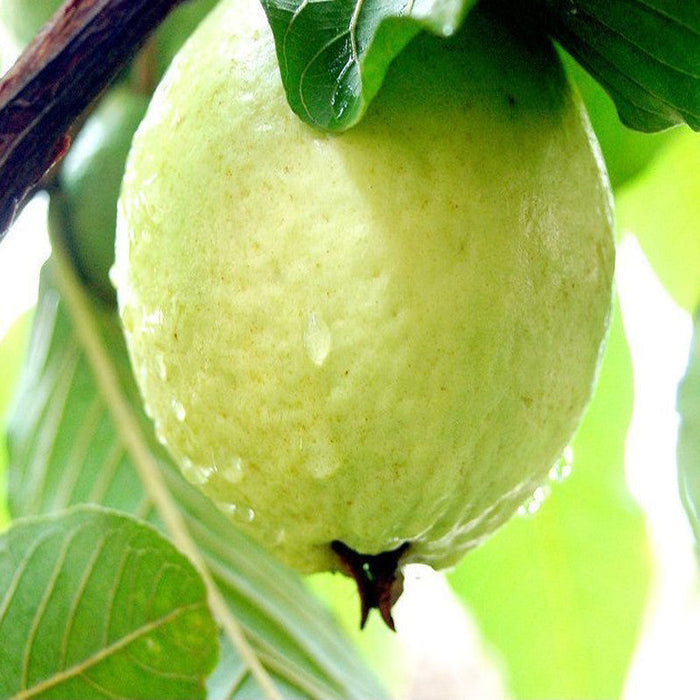 Guava-Lucknow-49(Air Layered Plant) - Fruit Plants & Tree