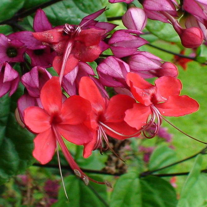 Bleeding Heart Vine Red - Creepers & Climbers